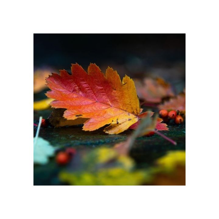 Badjassen in herfstkleuren