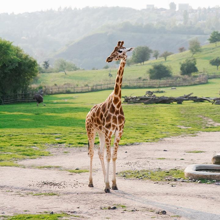 dierentuin kinderbadjassen
