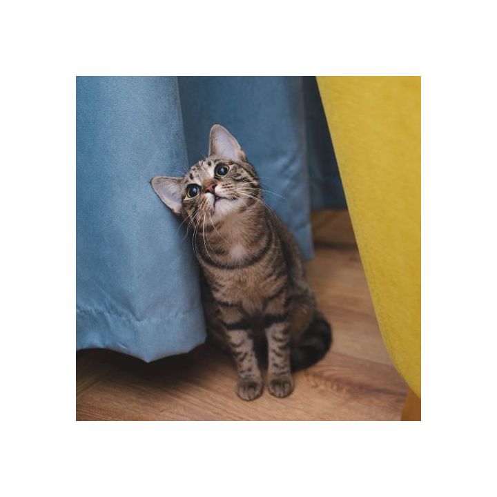 Op de katten passen? Draag deze badjas